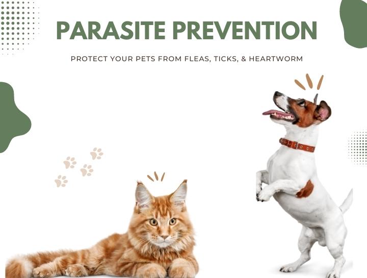Parasite Prevention for Cats