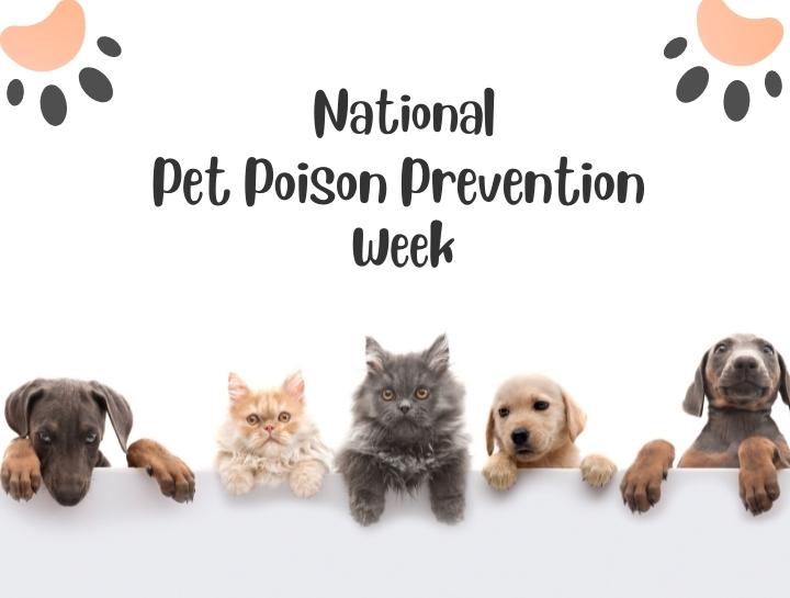 Pet Poison Prevention