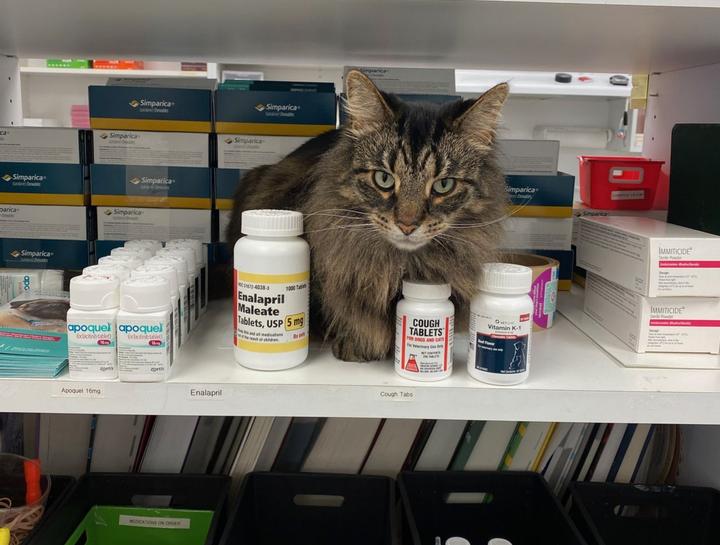 Pet Prescription Refills